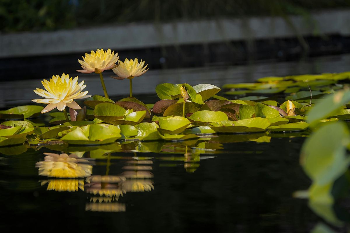 Sound Bathing by the Frog Pond, 28 June | Event in Wilmington | AllEvents