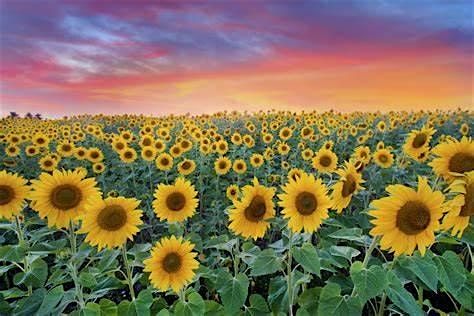 Sunflower Paint and Sip Night, 27 September | Event in Methuen | AllEvents