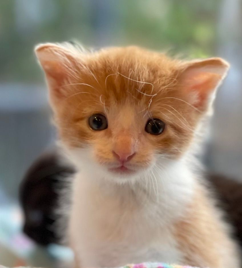 Kitten Adoption Fair!, Pet Food Express (San Jose North), Saratoga