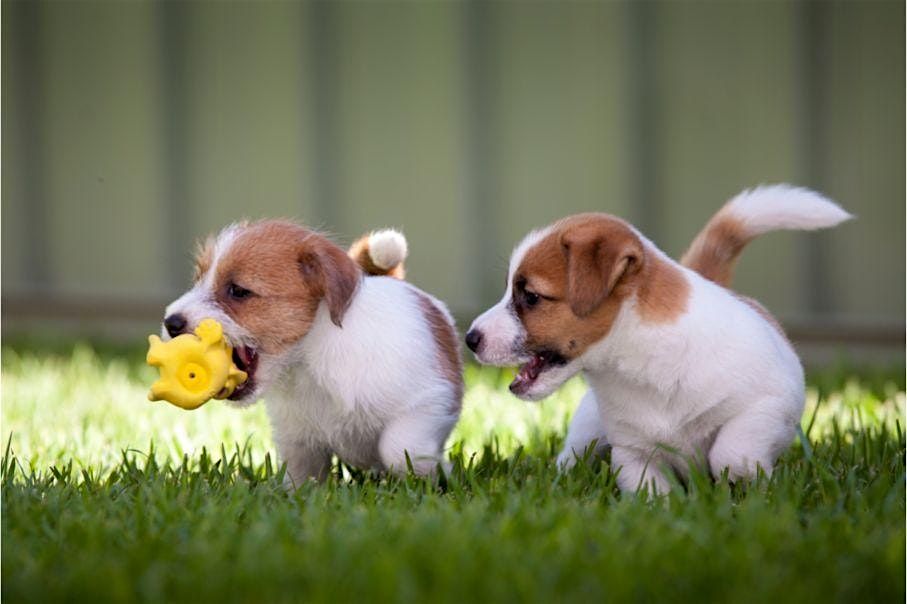 Puppy Socialization Class at Goodheart Broadway (17 weeks-6 Months), 11 October | Event in Denver | AllEvents