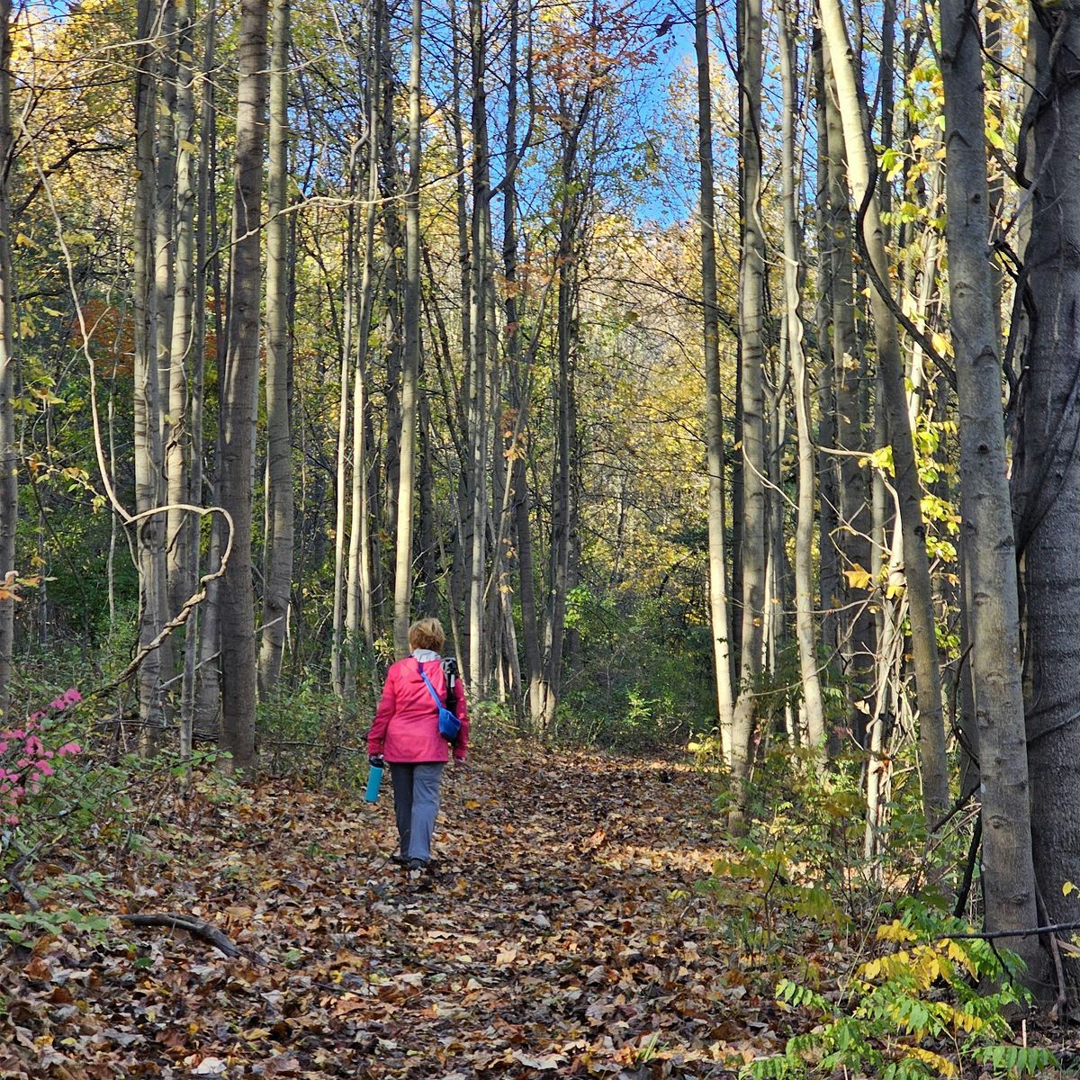 Wellness Walks at Welkinweir Arboretum | Event in Pottstown | AllEvents