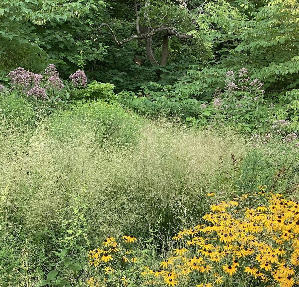 Create a Wood's Edge Pocket Meadow, 28 June | Event in Cortlandt Manor | AllEvents