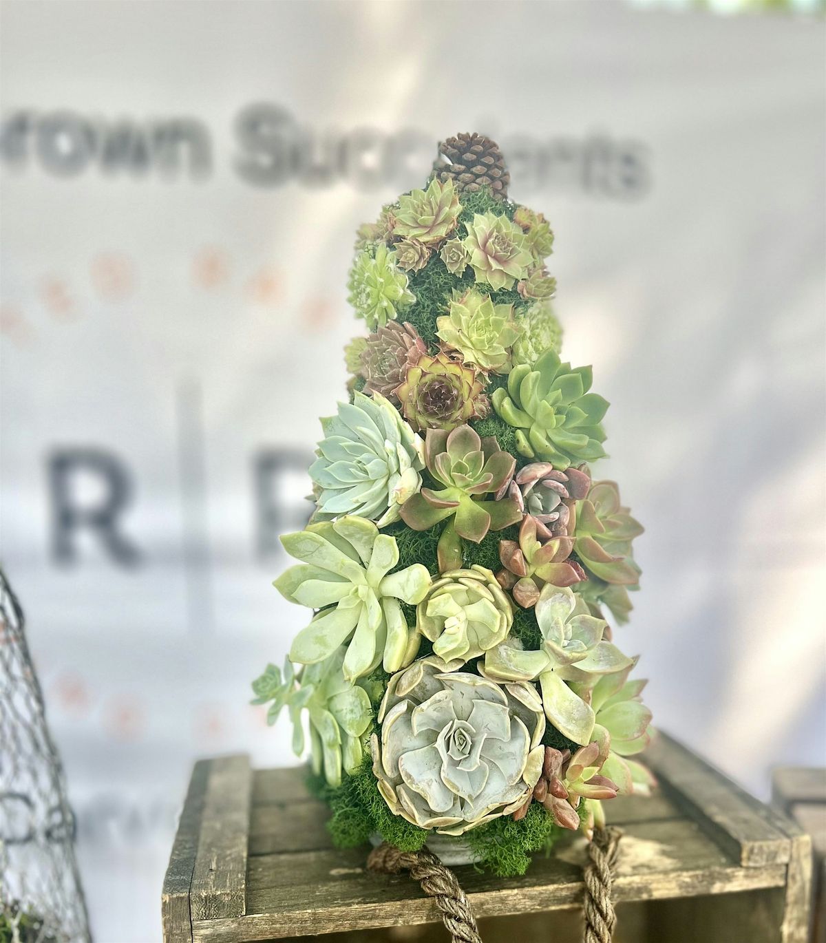 Living Succulent Christmas Tree, 19 December | Event in Williamsburg | AllEvents