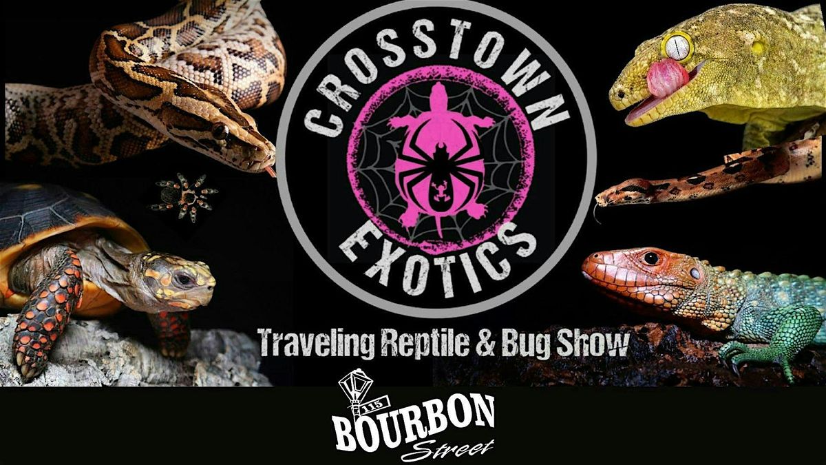 Creepy Crawly Fun: Reptile Show at 115 Bourbon Street | Event in Merrionette Park | AllEvents