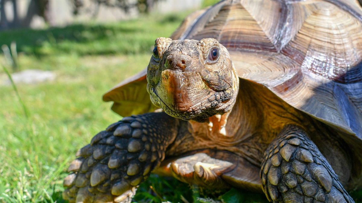 Turtle and Tortoise Rescue, 19 July | Event in Arroyo Grande | AllEvents
