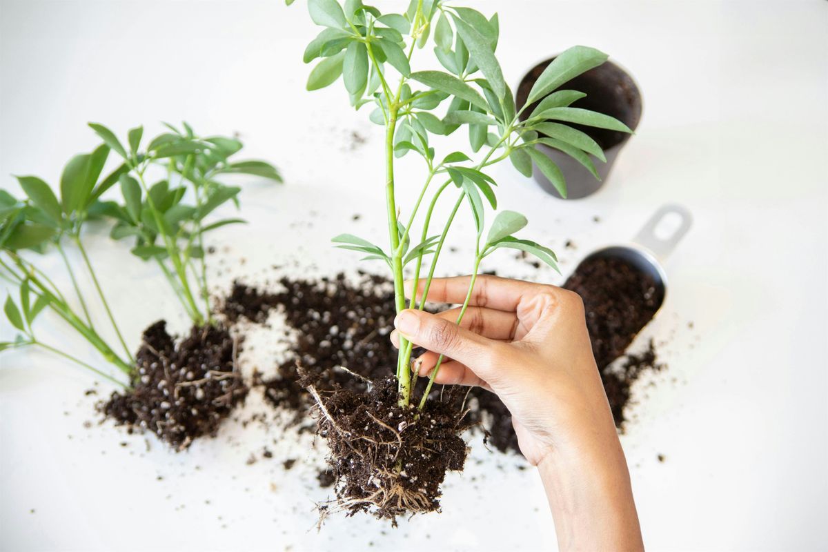 Plant Propagation & Indoor Growing Class, 28 February | Event in Carrboro | AllEvents