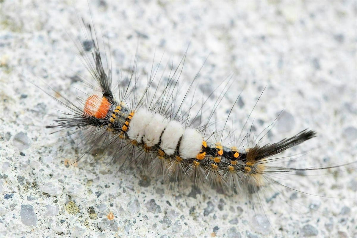 09-25-2025 Harmful, Helpful or Harmless: Common Insects in FL Landscapes, 25 September | Event in Wesley Chapel