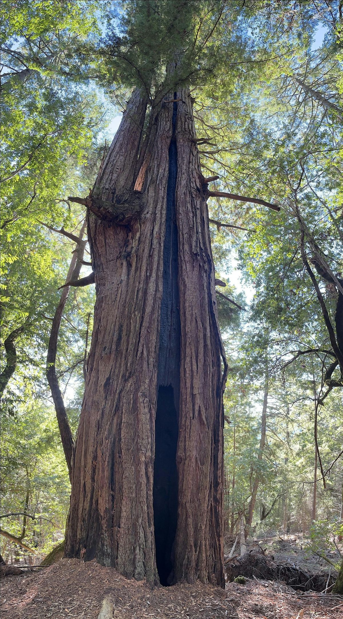 Ancient Redwoods at Jenner Headlands Preserve, 20 September | Event in Jenner | AllEvents