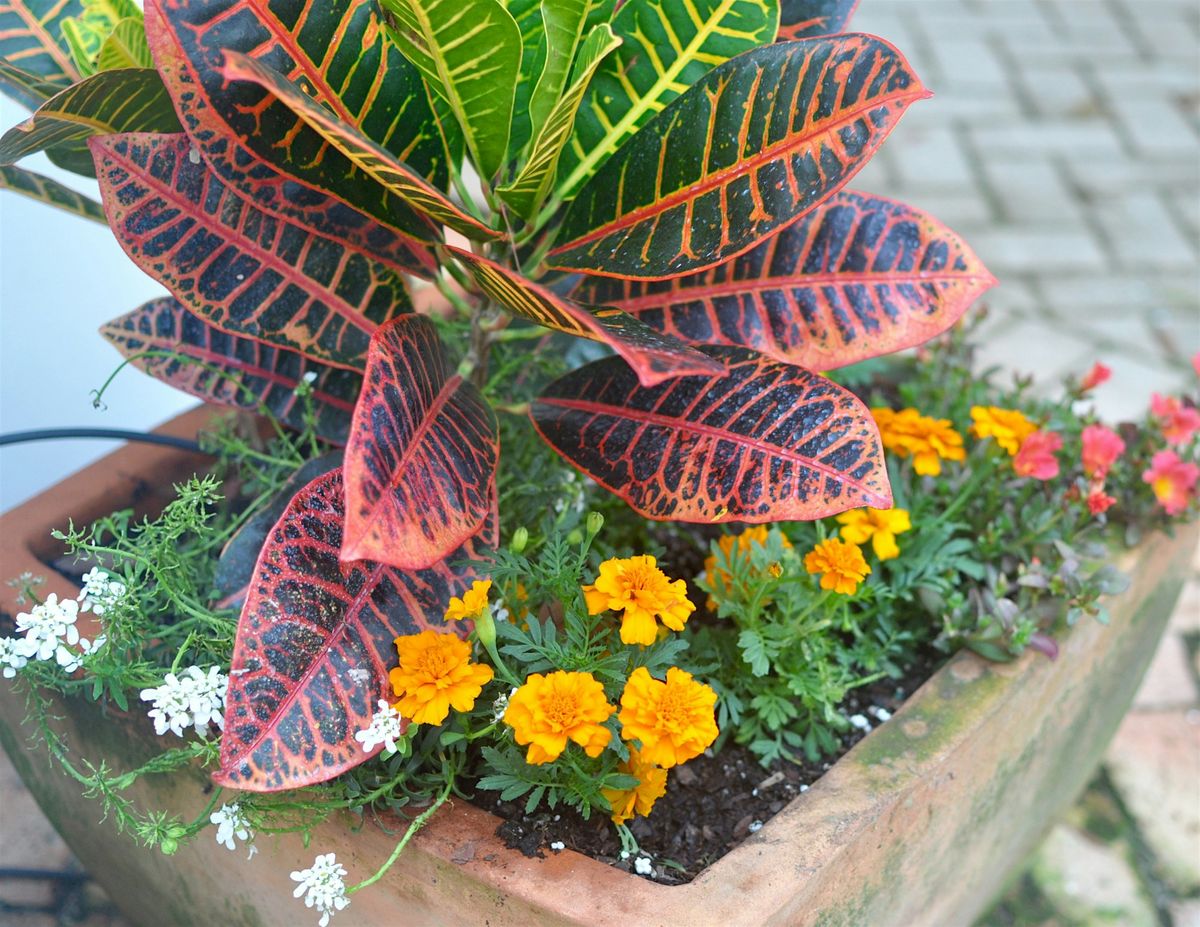 DIY Tropical Planter Class, 24 May | Event in Ellendale | AllEvents