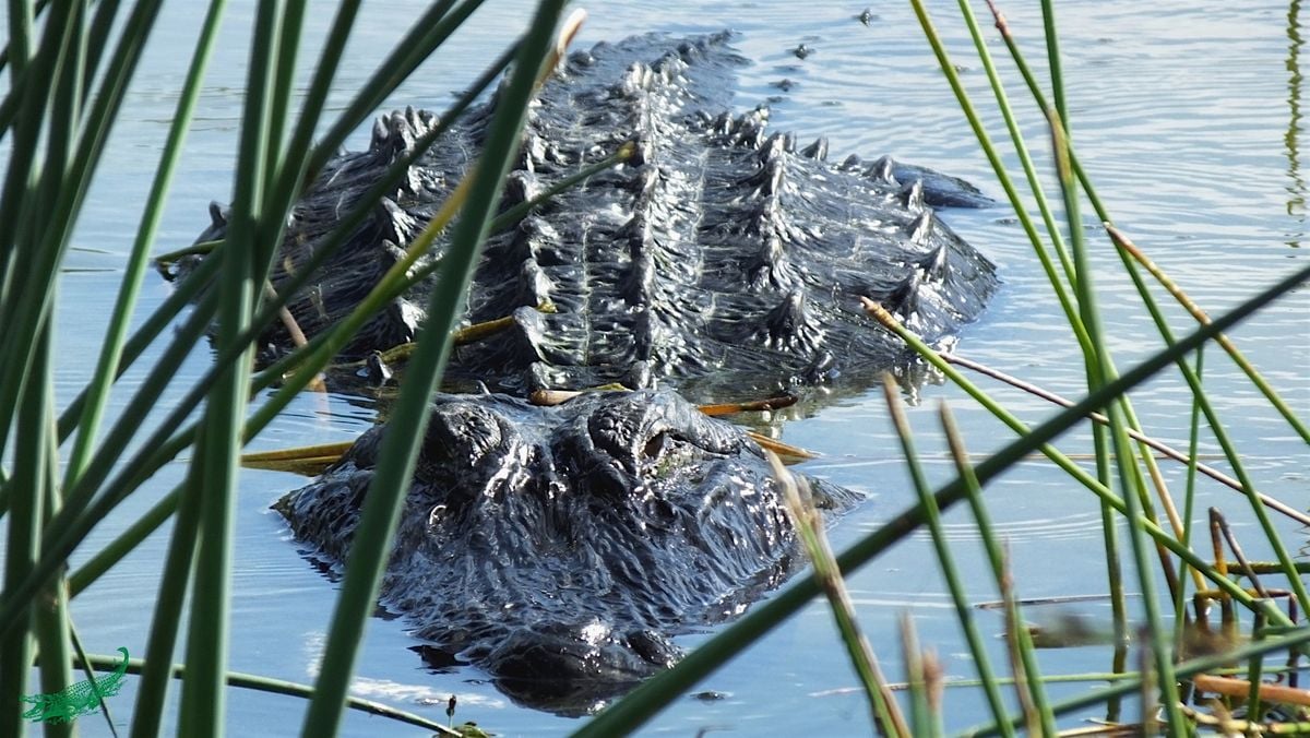 Our Mysterious Neighbors: The American Alligator Nature Walk, 8 September | Event in Stuart | AllEvents