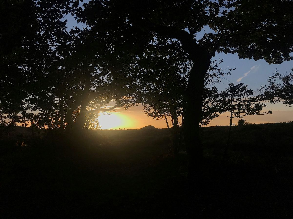 Walk at Dusk with Forestry England, 22 October | Event in Burley | AllEvents
