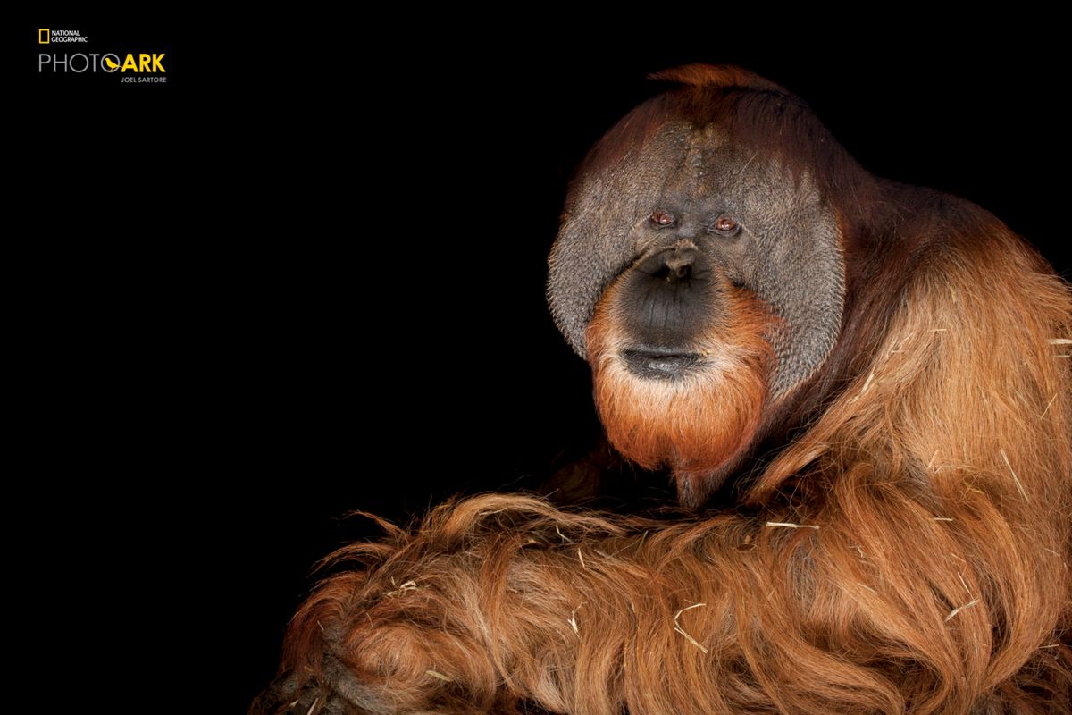 Joel Santore, 22 February | Event in Sarasota | AllEvents