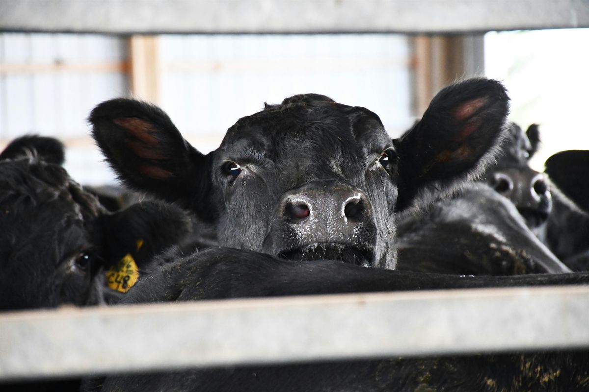Form-A-Feed 2025 Professional Beef Conference, 25 June | Event in Larchwood | AllEvents
