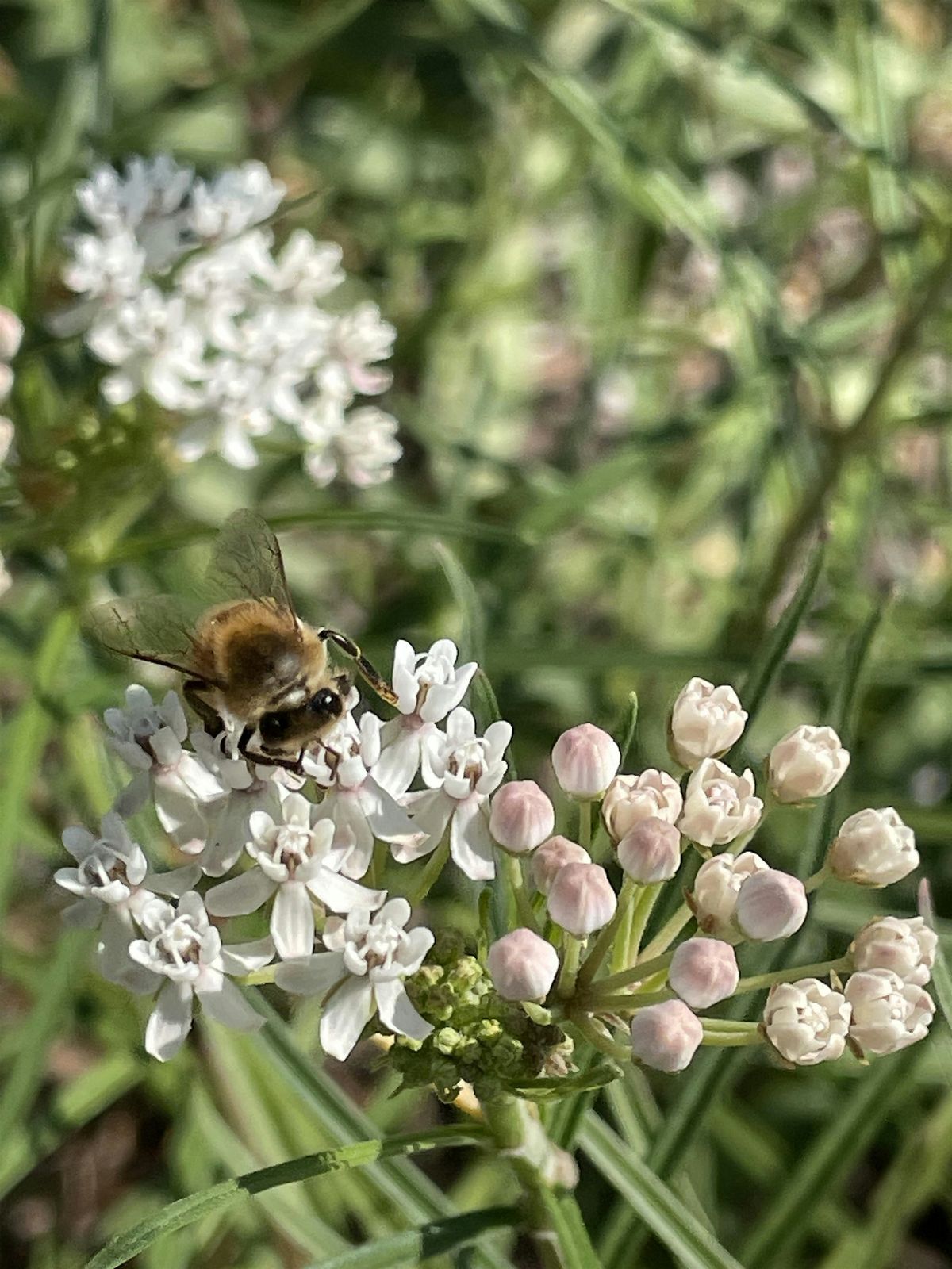 Fall Planting  with Oklahoma Native Perennials, 5 October | Event in McAlester | AllEvents