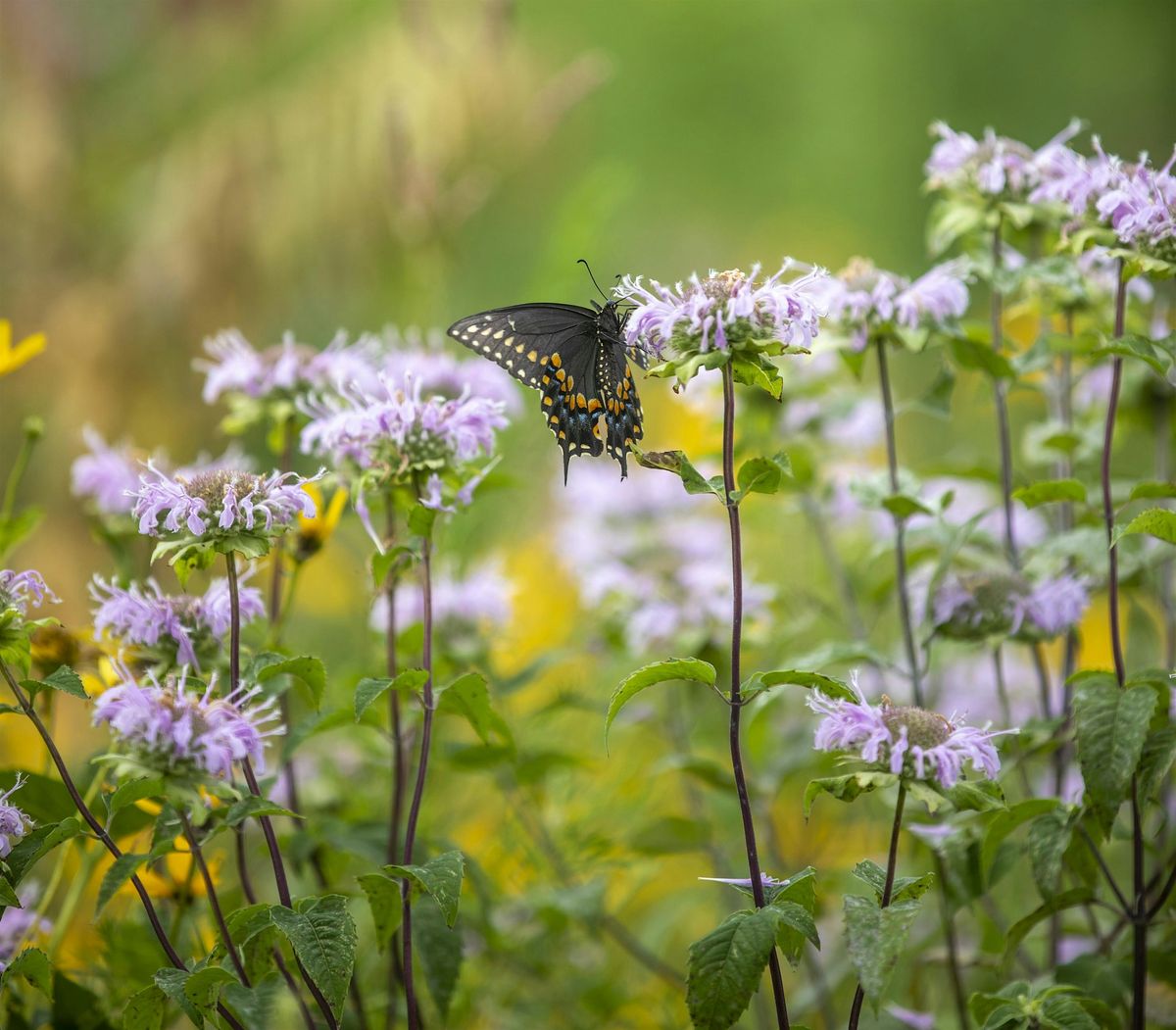 NYC DEP Staten Island Bluebelt BioBlitz, 13 September | Event in Staten Island | AllEvents
