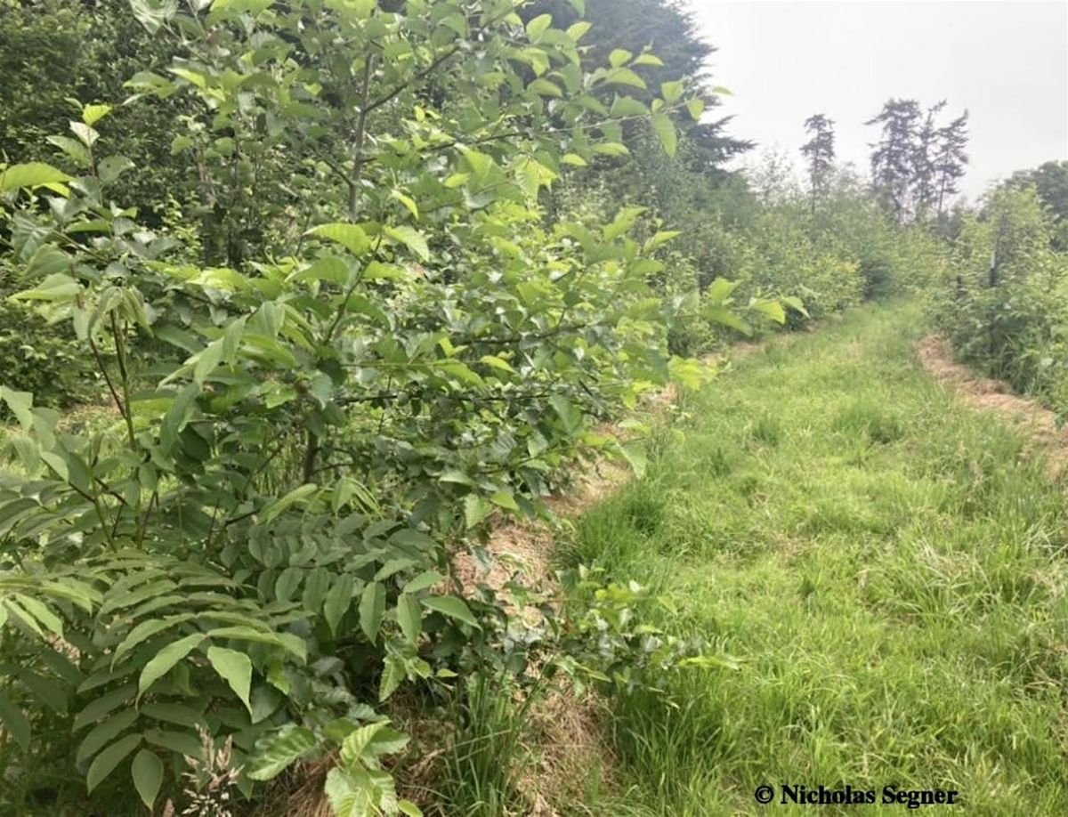 Temperate Climate Syntropic Agroforestry, 5 September | Event in Rhinelander | AllEvents