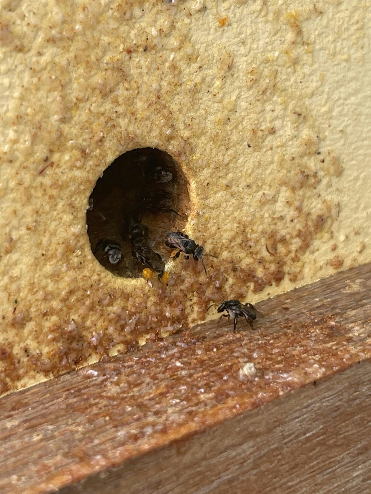 Native bee keeping workshop, 29 November | Event in Hurlstone Park | AllEvents