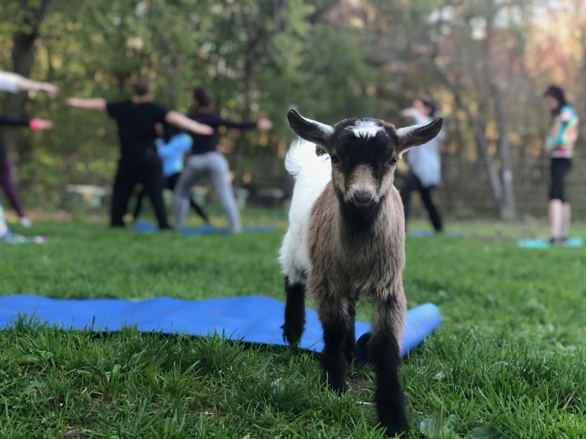 Yoga with the Goats, 7 June | Event in Claremont | AllEvents