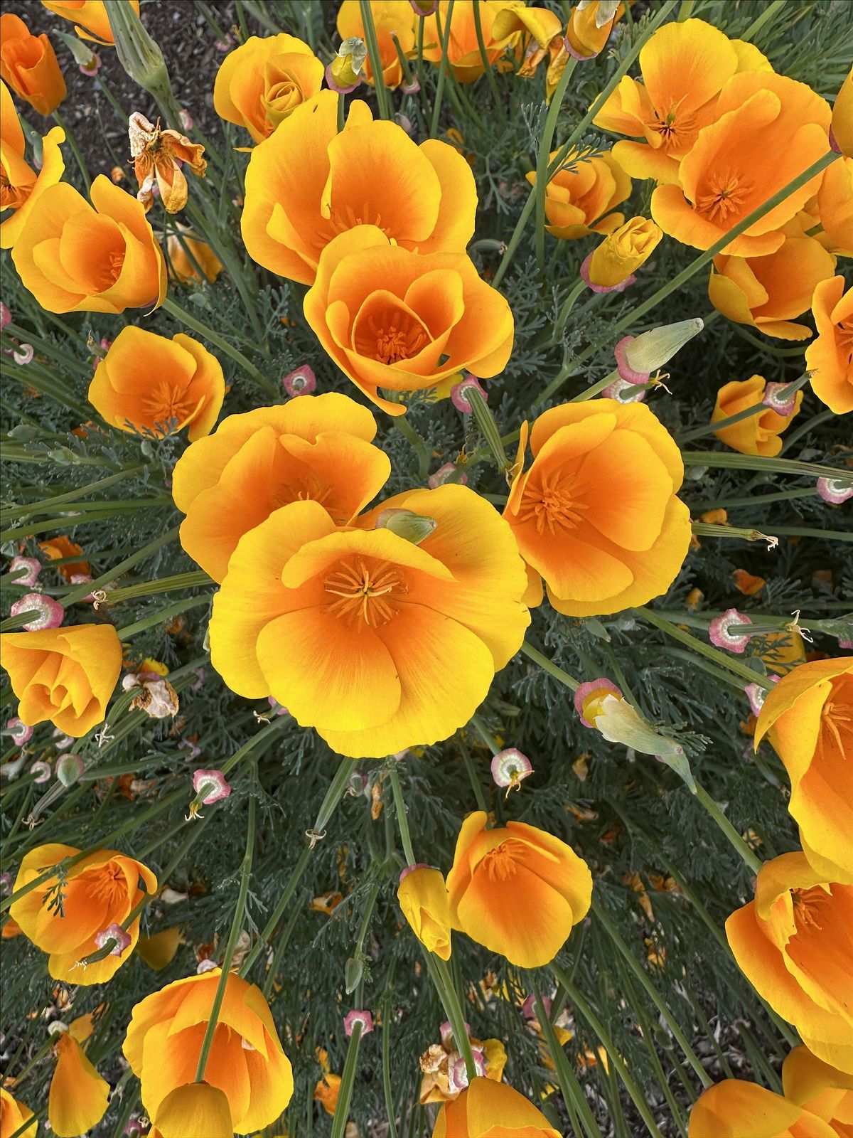 Saving Seeds from Native Plants, 16 August | Event in Bend | AllEvents