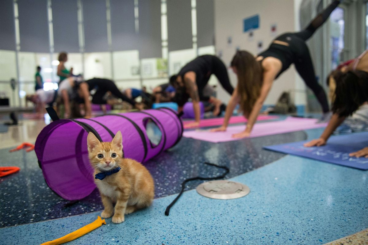 Yoga with Kittens - fundraiser for "The Animal Welfare Association", 20 July | Event in Voorhees Township