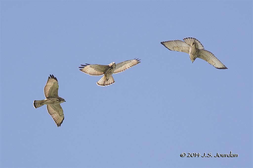 Let's Talk Hawks, 14 September | Event in Trenton | AllEvents
