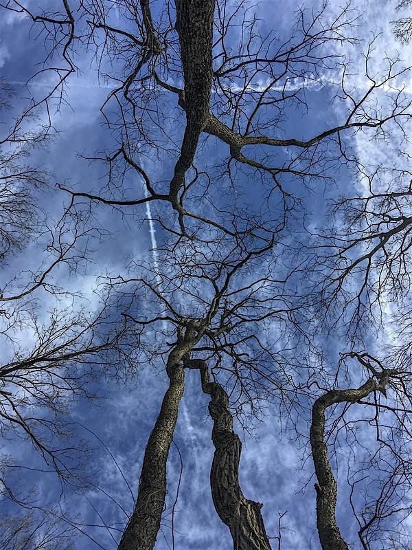 Winter Tree Identification Workshop: Botany and Bloom Series, 8 November | Event in Delaplane | AllEvents