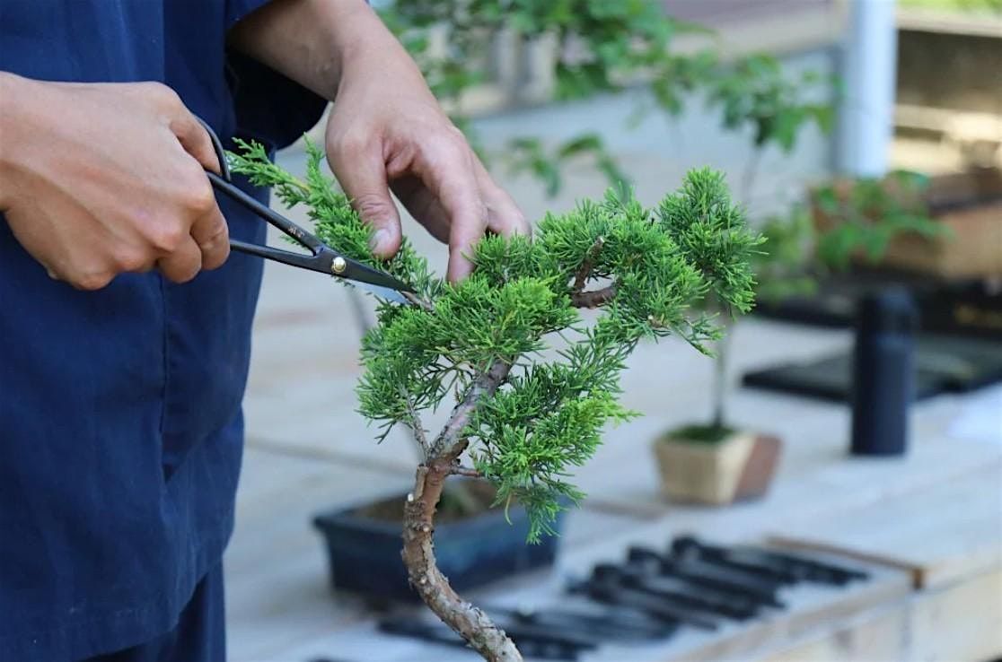 Bonsai Club- Tiny Trees, Big Joy, 1 October | Event in Frankford | AllEvents