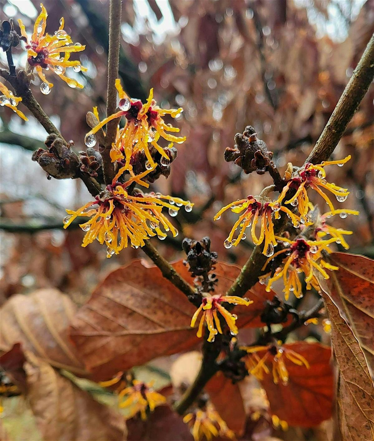 Horticulture Culture: GRWM for Winter, 21 November | Event in Baltimore | AllEvents