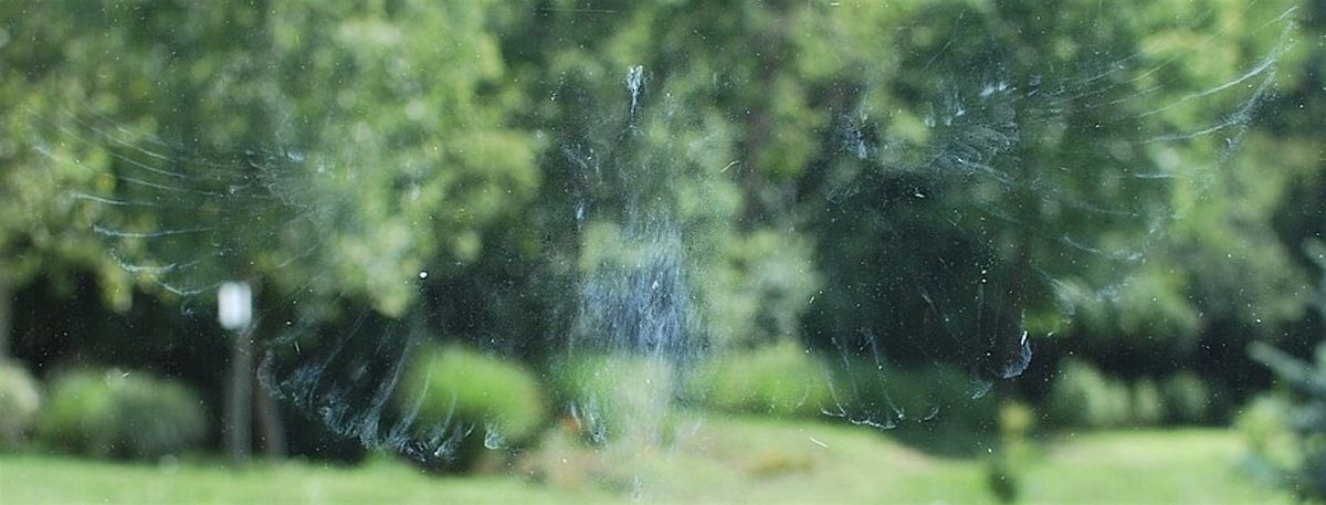 Bird Strike Prevention DIY Workshop, 28 June | Event in Lancaster | AllEvents