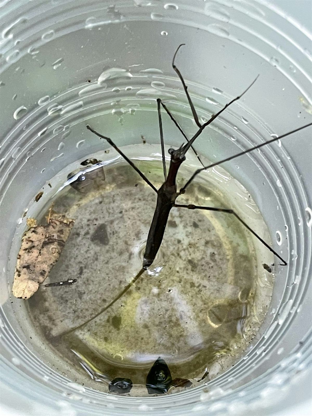 Eel Spiel & Pond Crawlers, 17 May | Event in Staten Island | AllEvents