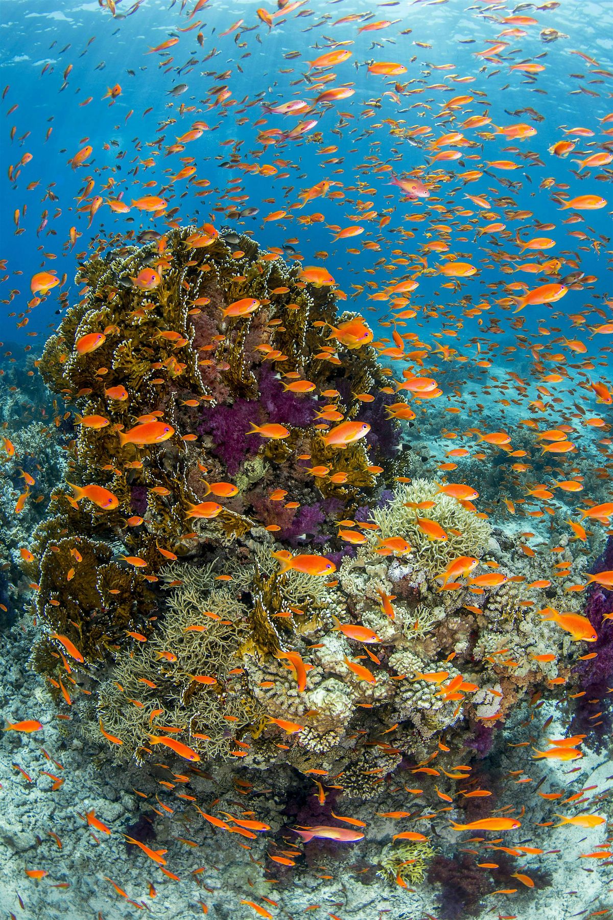 Olathe North Geoscience:  Kids Day Out - Oceans, 4 October | Event in Olathe | AllEvents