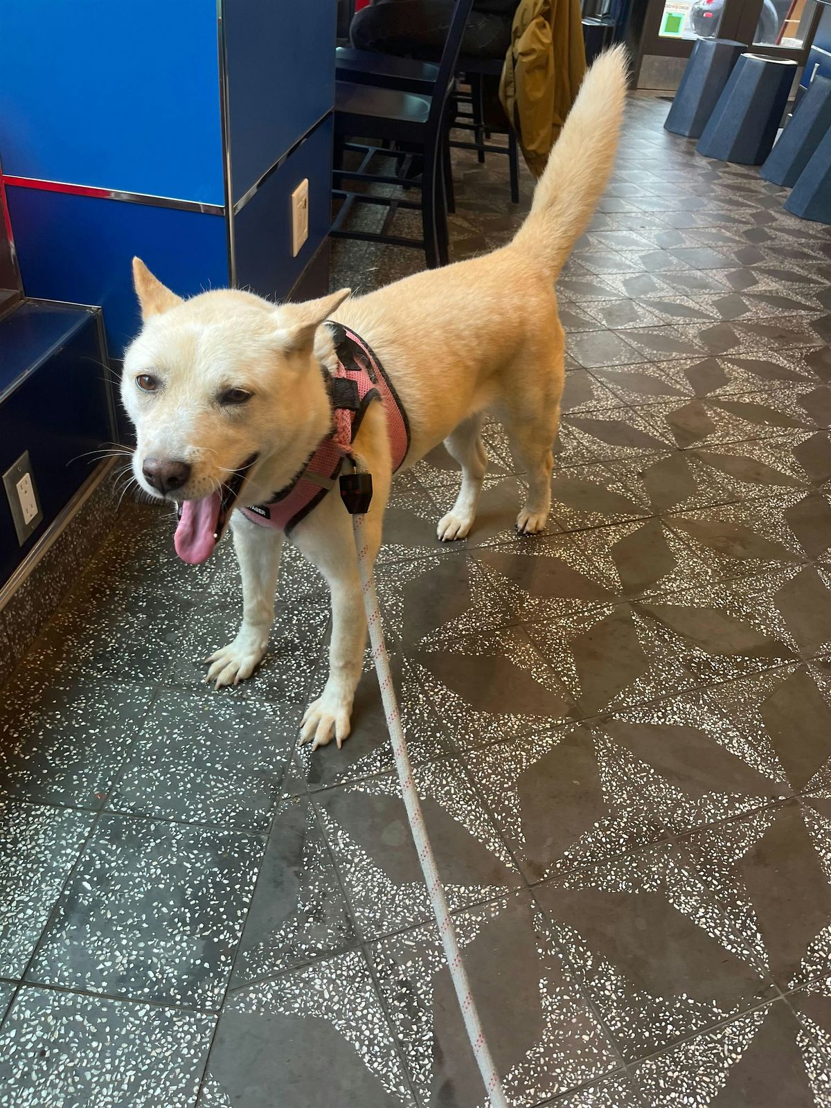 Dog Adoption Event – Petco Union Square (May 24th), 24 May | Event in New York | AllEvents