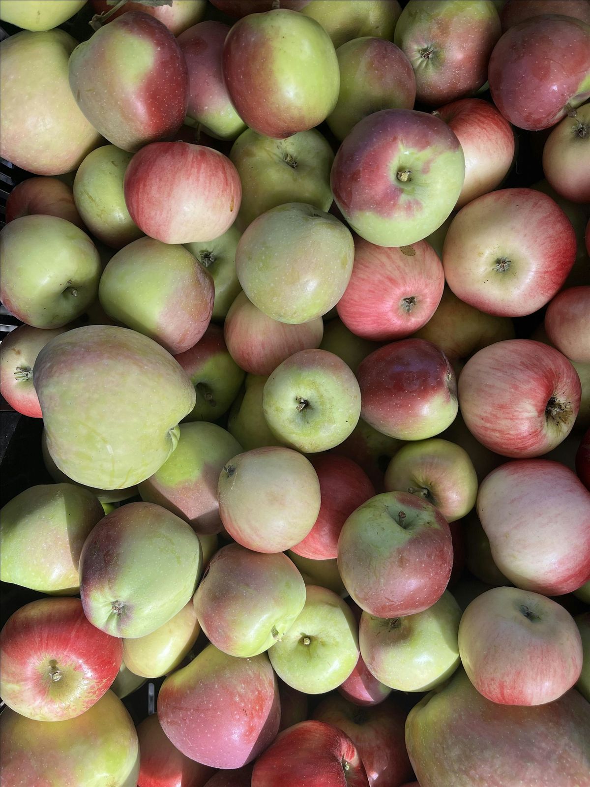 Summer Pruning at CitySoil Farm, 21 August | Event in Renton | AllEvents