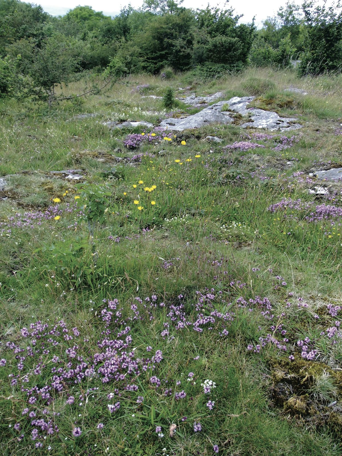 Conservation day at Hutton Roof Crags Nature Reserve, 11 December | Event in Kendal | AllEvents