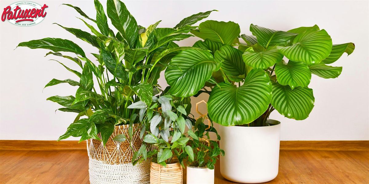 How To Treat & Prevent Houseplant Pests, 13 September | Event in Bowie | AllEvents