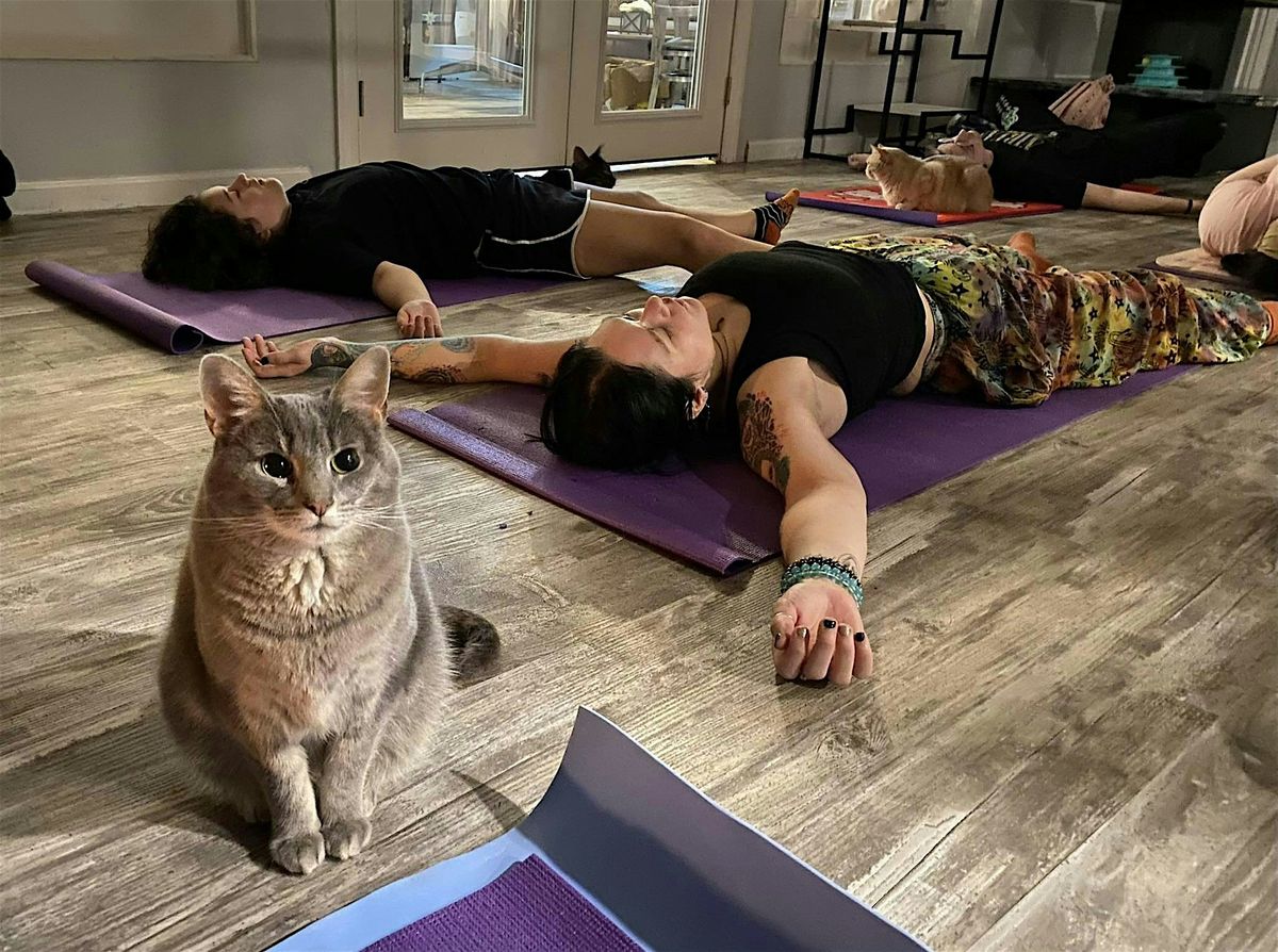 Cat Yoga at Kitten Scoop, 6 May | Event in Greensburg | AllEvents