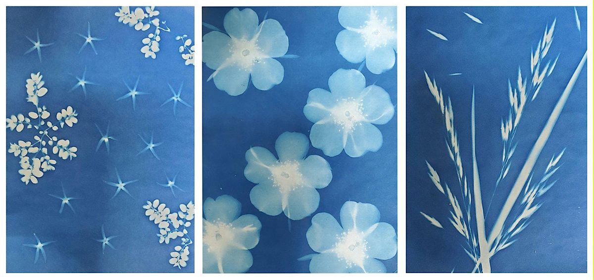 Sun Prints with Native Plants, 19 July | Event in Orefield | AllEvents