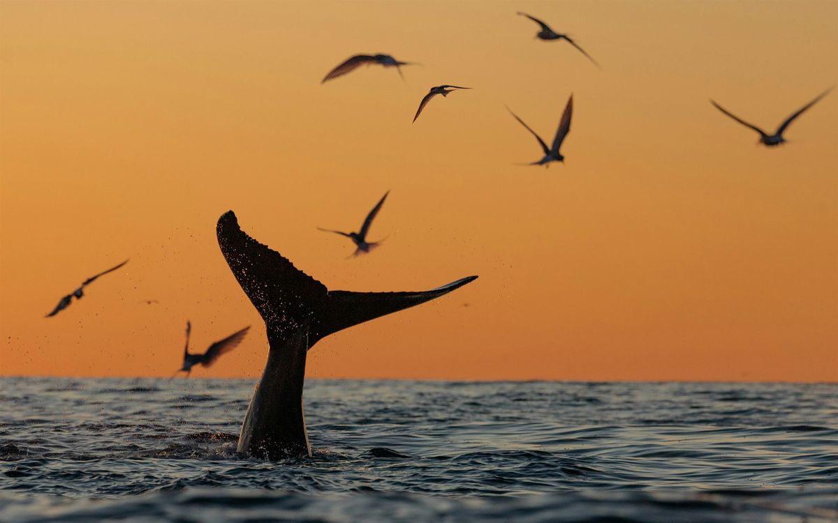 Sunday, August 24 Sunset and Wildlife Watching Boat Ride, 24 August | Event in Atlantic Highlands | AllEvents