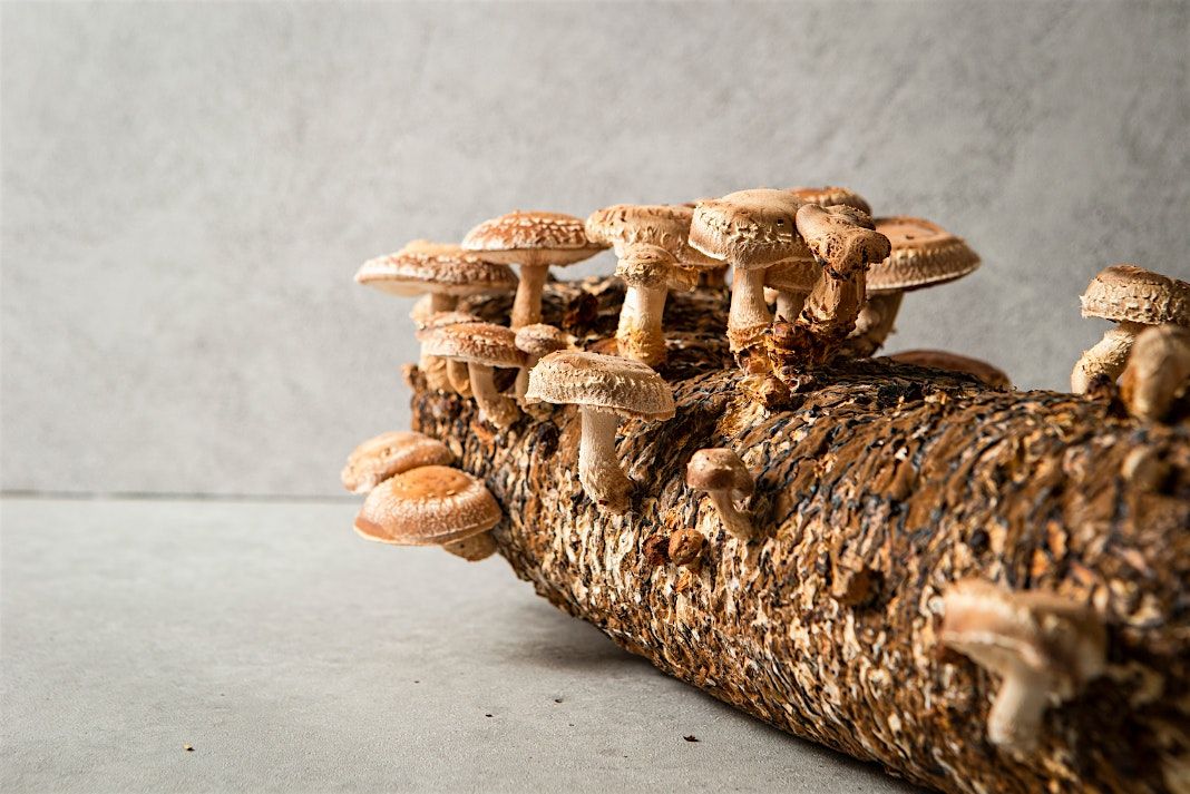 Growing Shitake Mushrooms - Presentation Only, 22 October | Event in Hayesville | AllEvents