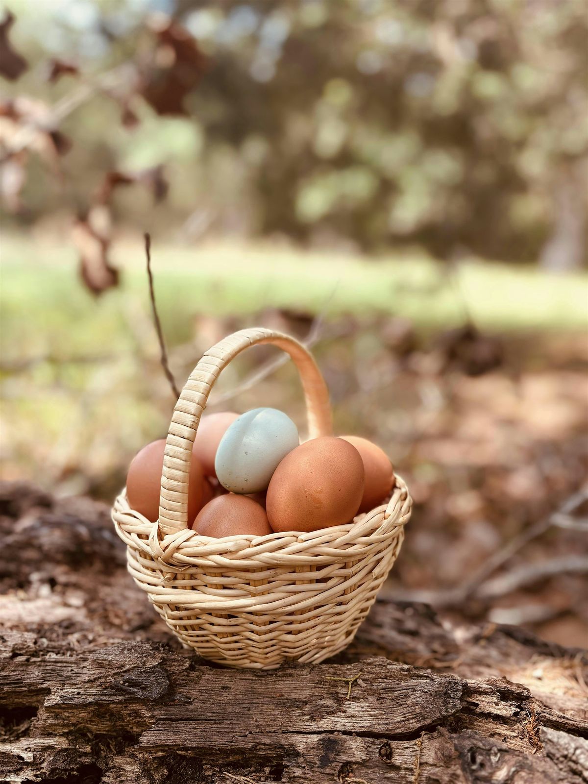 Homestead Skills in Community: Preservation Workshop, 22 November | Event in Bastrop | AllEvents