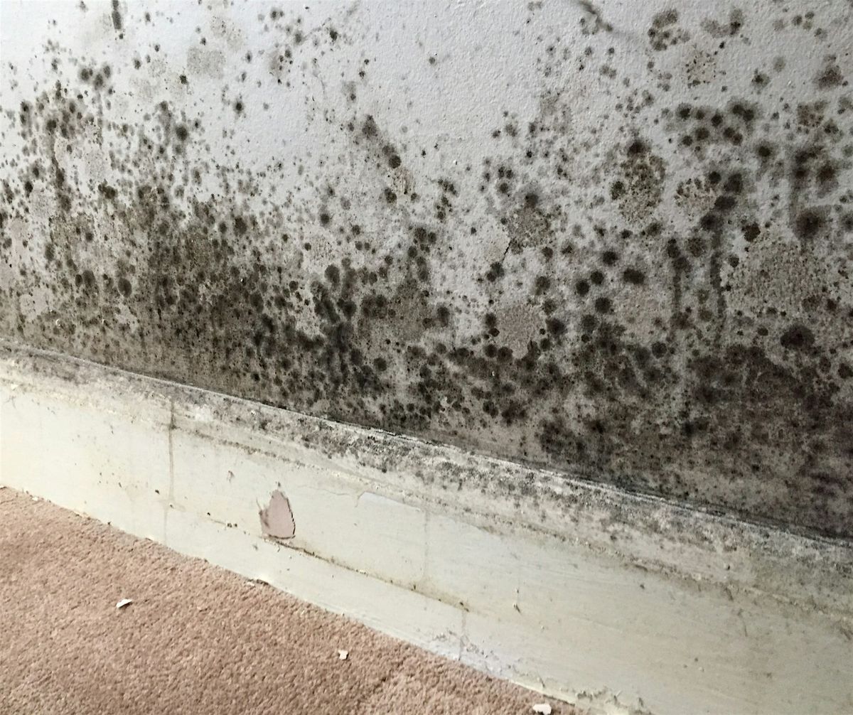 Awaab’s Law: Transforming Social Housing’s Approach to Damp and Mould, 25 June | Event in Manchester | AllEvents