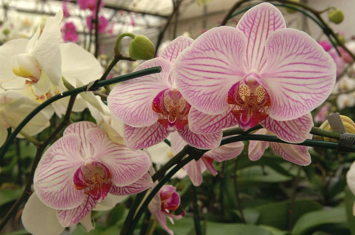 7-8-2025  Orchids, 8 July | Event in Wesley Chapel | AllEvents