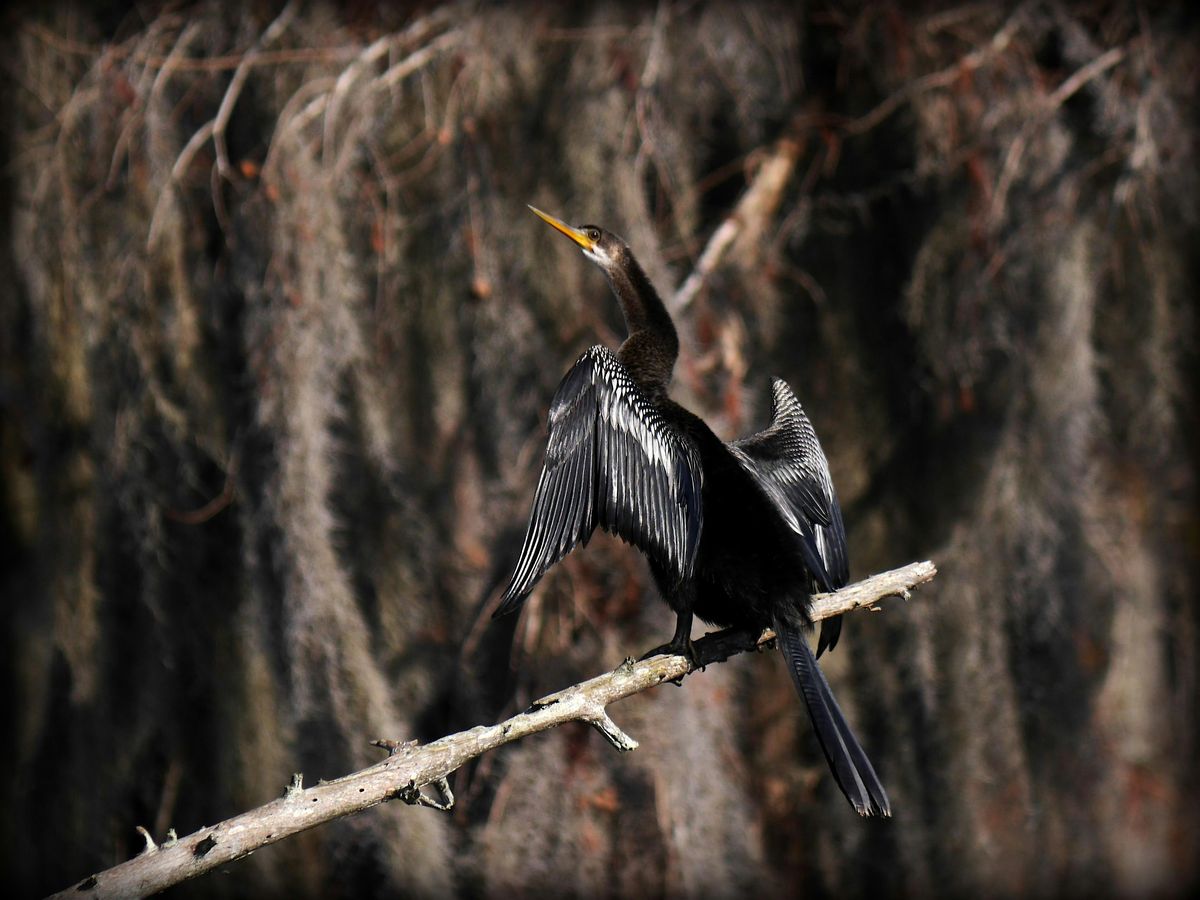 Birding Basics @ Hilltop Arboretum - Daytime Class (Fall 2025), 22 September | Event in Baton Rouge | AllEvents