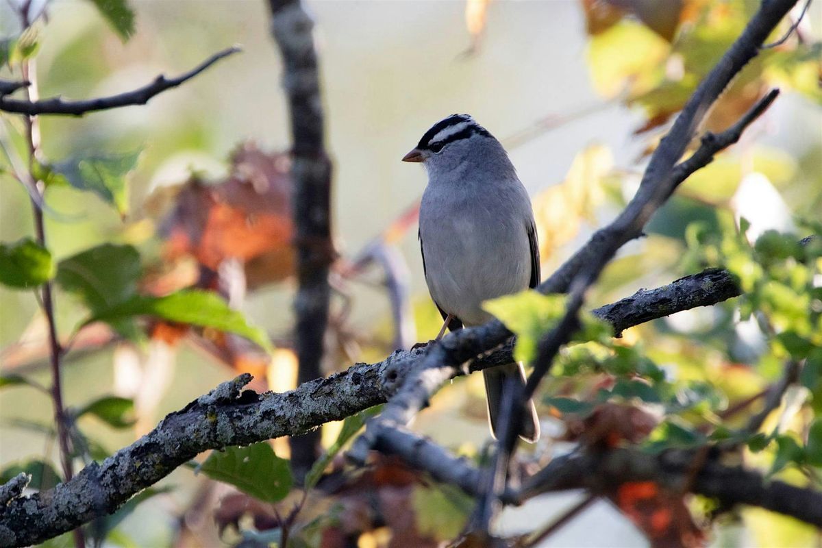 Guided Bird Hike at Short Hills - October Edition, 19 October | Event in Thorold | AllEvents