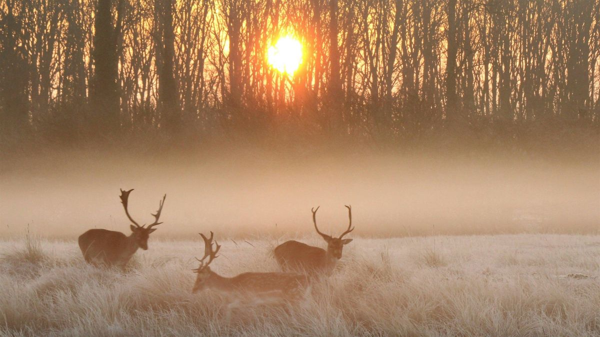 Escape to Epping and the beautiful fields and forests of Essex, 30 November | Event in Epping | AllEvents