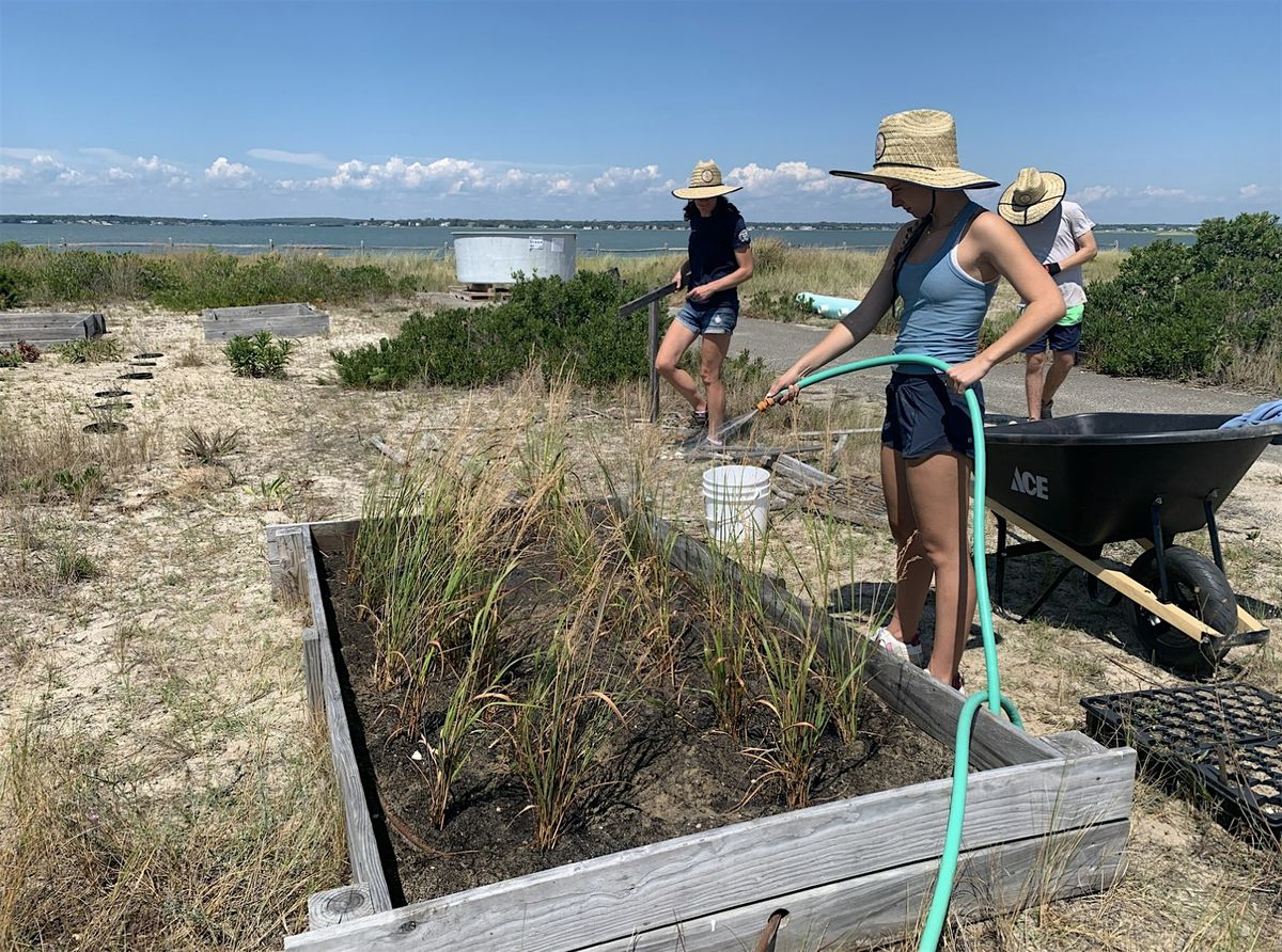 Stewardship Session: Coastal Gardening at Tiana, 30 July | Event in Hampton Bays | AllEvents