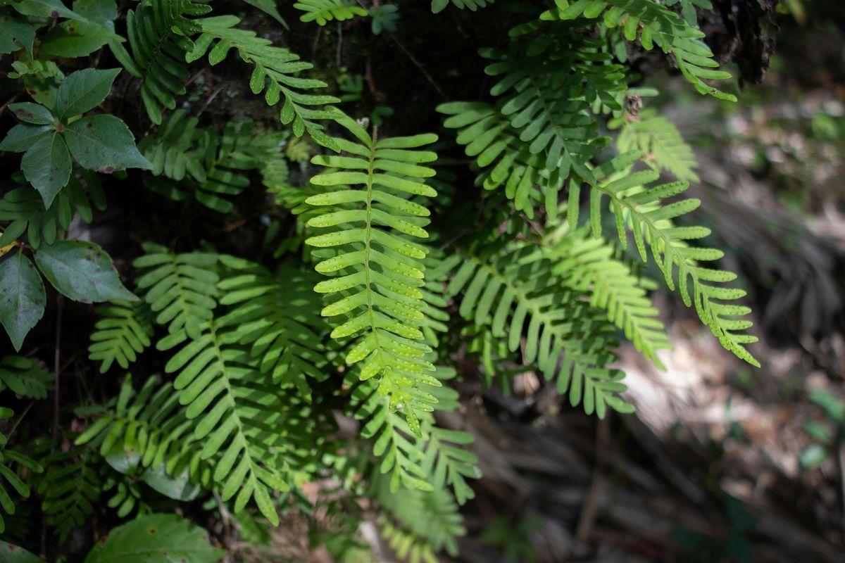 Exploring CREW’s Fern Diversity, 15 July | Event in Bonita Springs | AllEvents