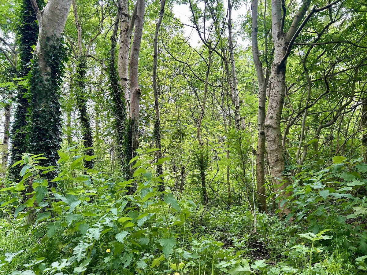 The Hidden Science & Engineering of Terryland Forest Park, Past & Present | Event in Galway | AllEvents