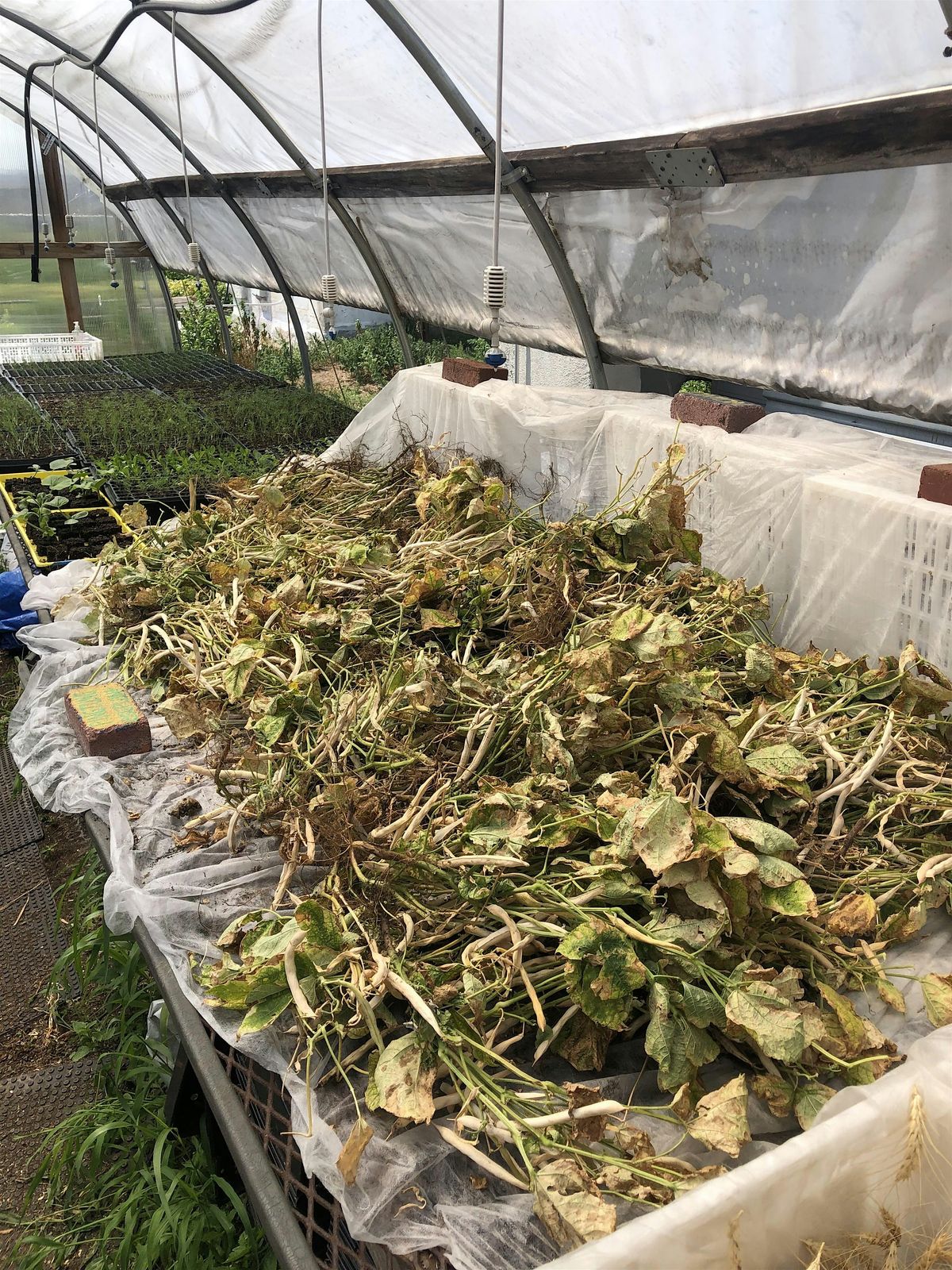 SFLIC Volunteer Day: Late Summer Series, 28 September | Event in Queens | AllEvents