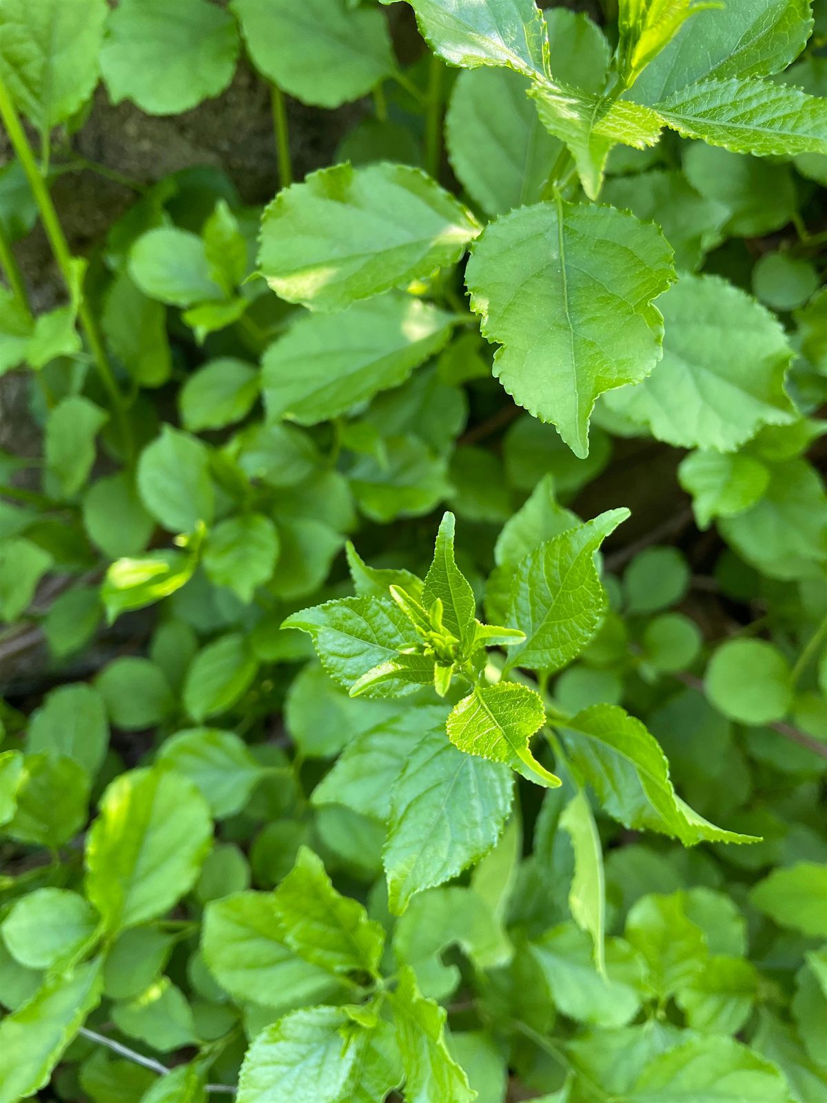 Invasive Plant Hunt - Guided Nature Walk with the Friends, 27 May | Event in Medford | AllEvents